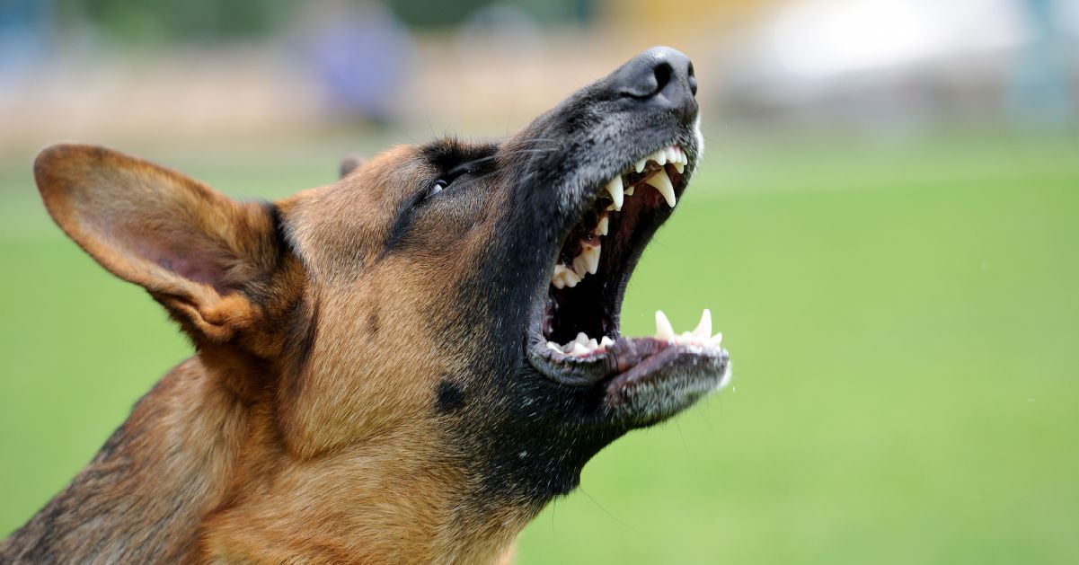 Dog Bite FAQs Blog