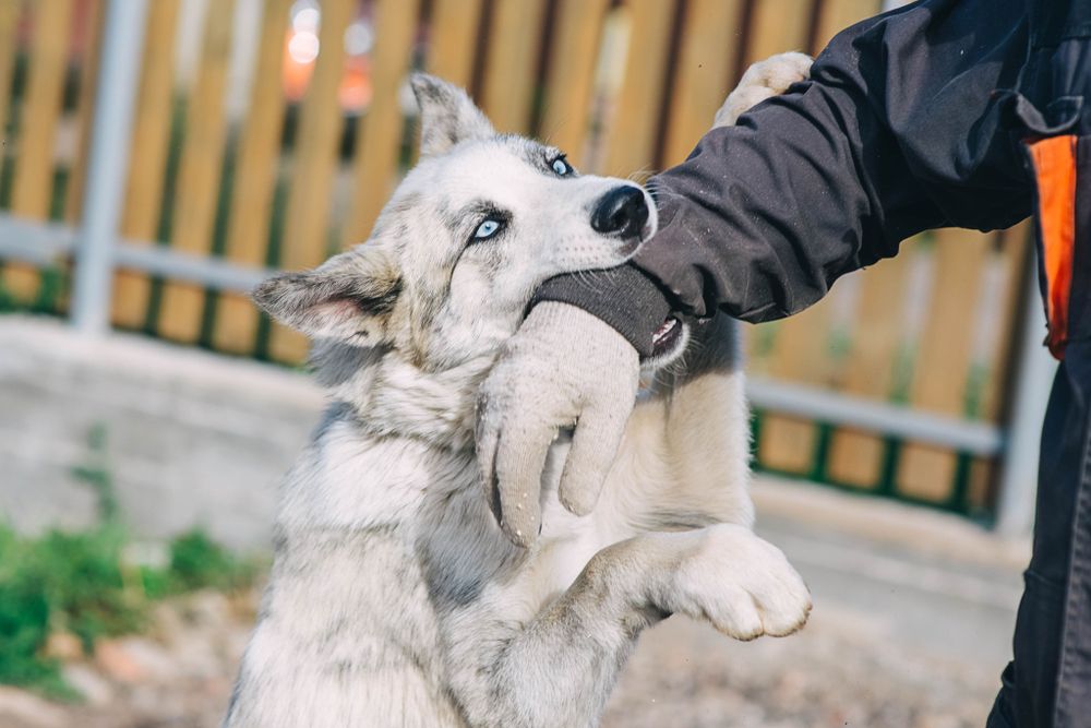 dog bitting an arm