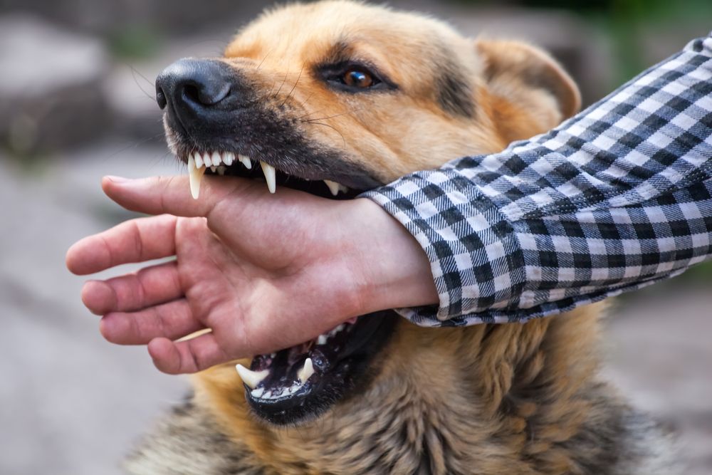 Dog biting a person’s hand causing injury during an aggressive attack. Dog biting a person’s hand causing injury during an aggressive attack.