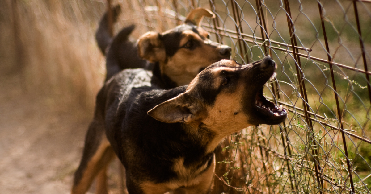 Fatal Dog Attack Statistics