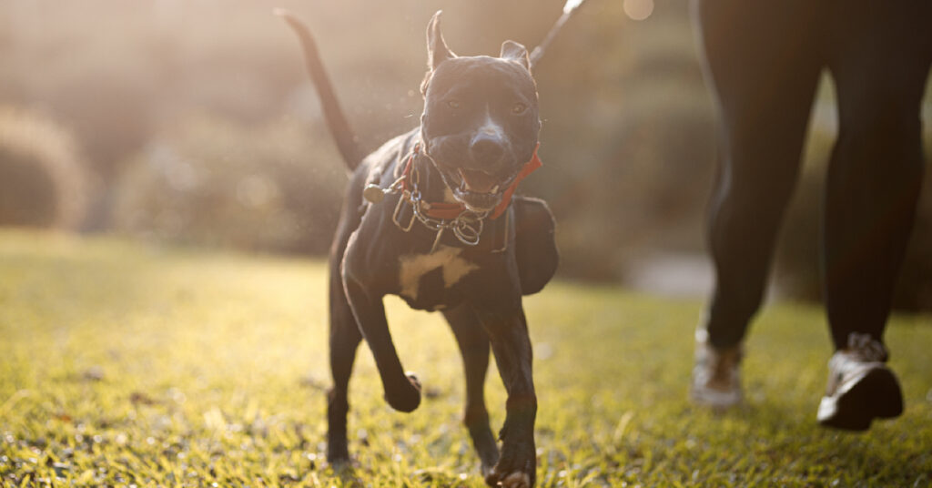 What to Do If a Reactive Dog Bit You at Blydenburgh County Park